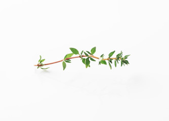 thyme isolated on white background