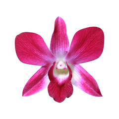 Red Orchid Flower isolated on white background