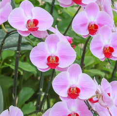 Close-up of Beautiful pink orchid flower in the garden