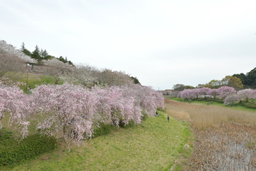 枝垂れ桜咲く風土記の丘