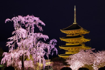 春の京都・東寺の桜 © penta46