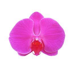 Fototapeta na wymiar Pink orchid isolated on white