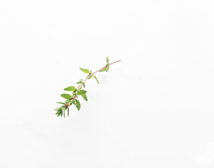 thyme isolated on white background