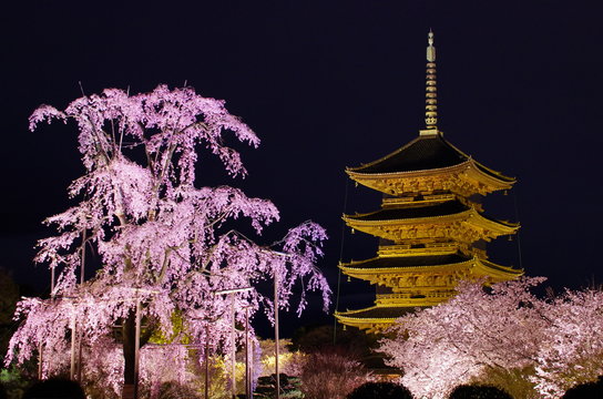 春の京都・東寺の桜