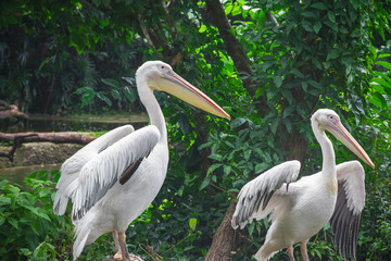 White pelicans in Singapore zoo