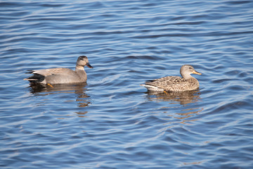Gadwall in the weerribben big reedfields in the Netherlands