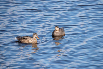 Gadwall in the weerribben big reedfields in the Netherlands