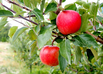 Bright red apples on a tree in an orchard
