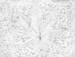 Tree leaf of tropical plant in printed on concrete surface for background