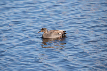 Gadwall in the weerribben big reedfields in the Netherlands