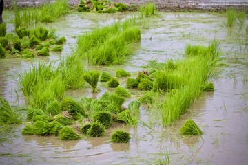 pond with plants in garden
