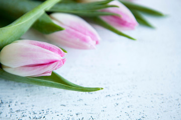 Bunch of pink tulips on white wooden table. Banner with copy space - Image