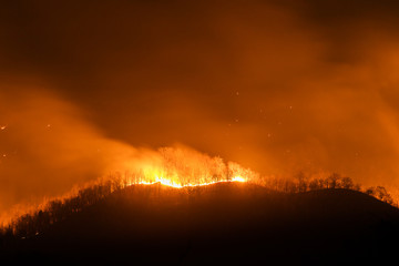 Naklejka premium Forest fire burning trees at night