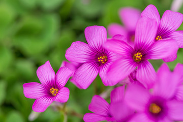 Fototapeta premium Purple sunflower, green leaves ，Oxalis articulata