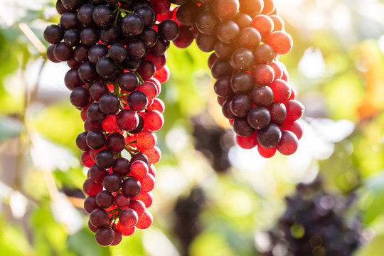 vine grapes at harves