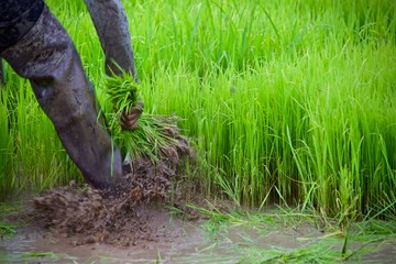 farmer working in the field