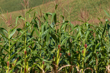 Corn farm on hill with blue sky and sunset background