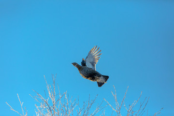 Female black grouse flies up in winter from a tree covered with hoarfrost against a bright blue sky