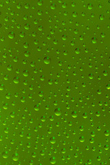 Fototapeta na wymiar Beautiful water drops of the correct form on a bright green background