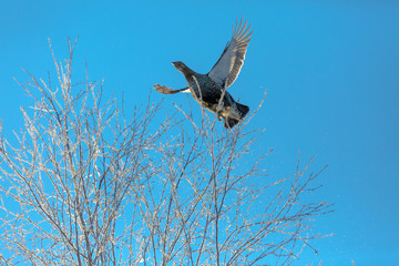 Female black grouse flies up in winter from a tree covered with hoarfrost against a bright blue sky