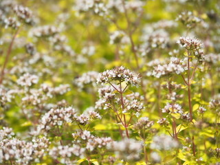 Golden oregano, Origanum vulgare 'Aureum' in full bloom 