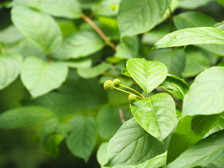 Cephalanthus occidentalis - buttonbush, button-willow or honey-bells  in bloom, native wetland...