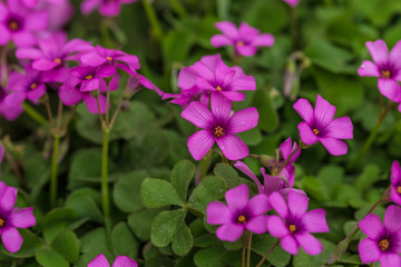 Fototapeta na wymiar Purple sunflower, green leaves ，Oxalis articulata