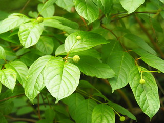 Cephalanthus occidentalis - buttonbush, button-willow or honey-bells  in bloom, native wetland...