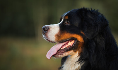 Side view at Bernese mountain dog on a walk in the yellow field