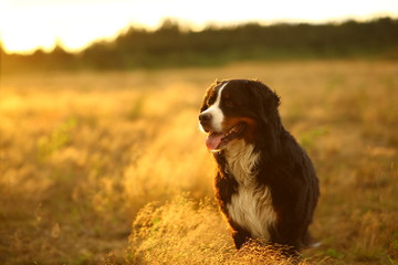 Side view at Bernese mountain dog on a walk in the yellow field