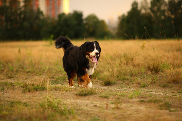 Naklejka na ściany i meble Side view at Bernese mountain dog on a walk in the yellow field