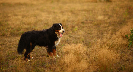 Fototapeta premium Side view at Bernese mountain dog on a walk in the yellow field