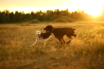 Two dogs husky and doberman running on yellow meadow in sunset