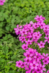 Purple sunflower, green leaves ，Oxalis articulata