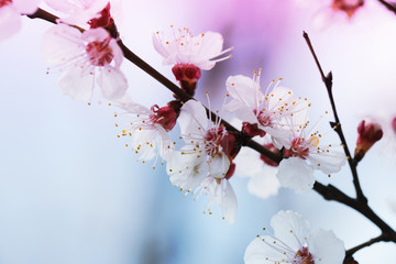 blooming  flower in spring time close up view