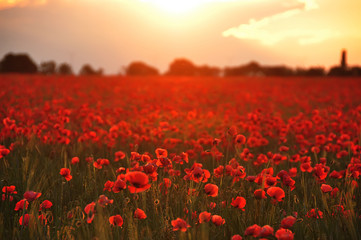 Fototapeta na wymiar Beautiful field of flowering scarlet poppies stretching to the horizon. Selective soft focus.