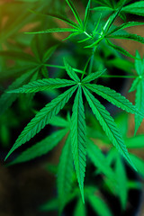 cannabis on a Black background