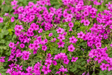 Fototapeta premium Purpurowy słonecznik, zielone liście, Oxalis articulata