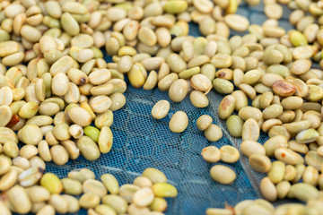 natural organic green coffee beans