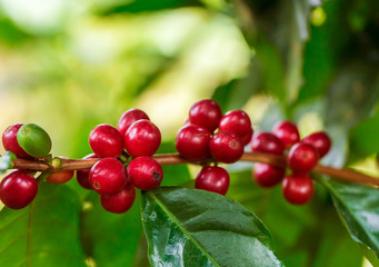 Coffee beans ripening on tree in North of thailand
