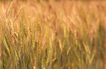 Barley Field in Sunset