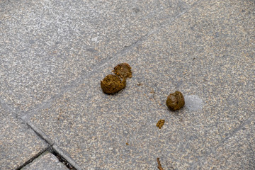 Heces de caballo en la calle