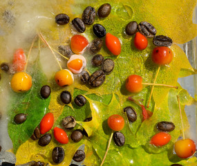 Background of  black coffee beans, red small apple, berry of goji and yellow leaves of maple   frozen in ice