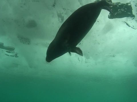 Baikal seal pup under the ice of lake Baikal