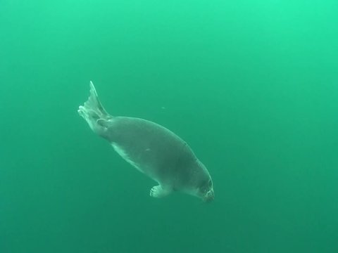 Baikal seal pup under the ice of lake Baikal