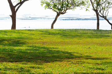 Green lawn in the park next to the sea, Park beside the sea