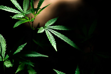 cannabis on a Black background