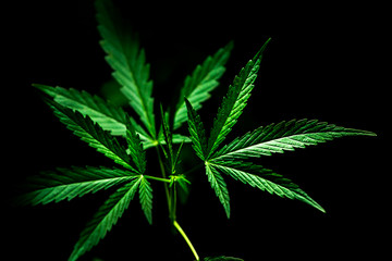 cannabis on a Black background