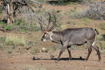 Wasserbock / Waterbuck / Kobus ellipsiprymnus