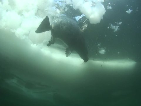 Baikal seal pup under the ice of lake Baikal